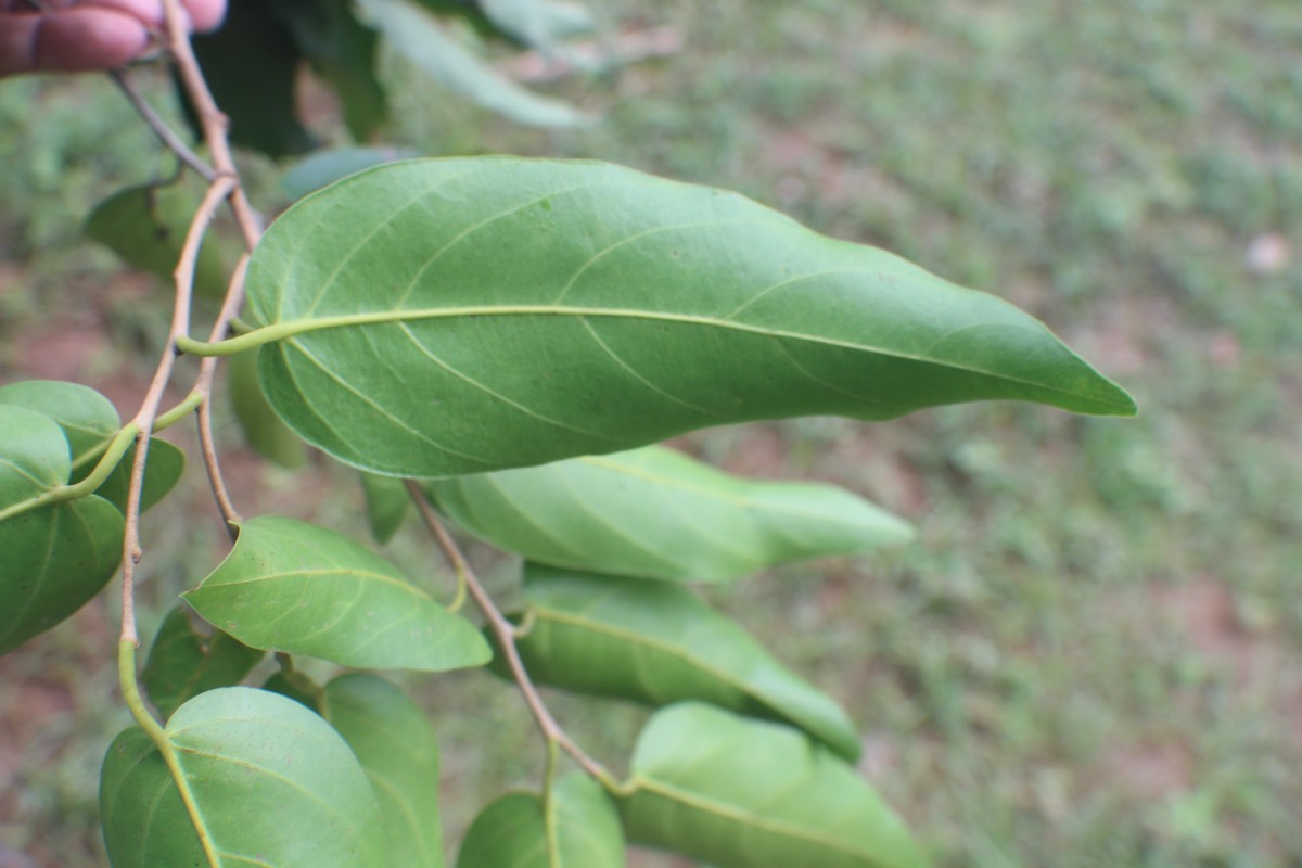 Hopea cordifolia (Thwaites) Trimen